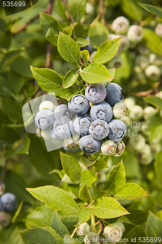 Image of Blueberries