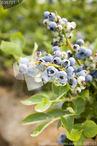 Image of Blueberries