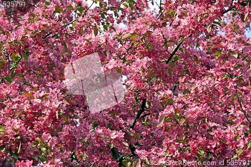 Image of Pink spring blossoms
