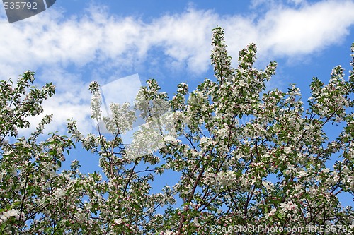 Image of Blooming cherry trees against blue sky