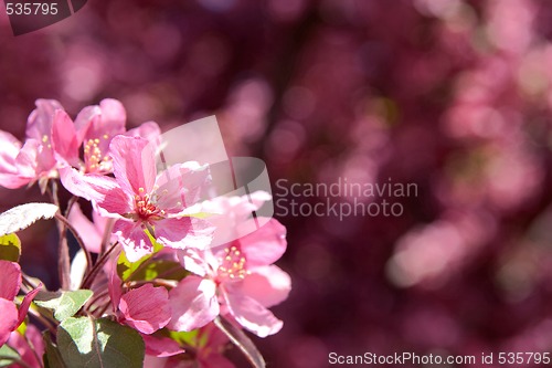 Image of Pink blossoms on a blurry background