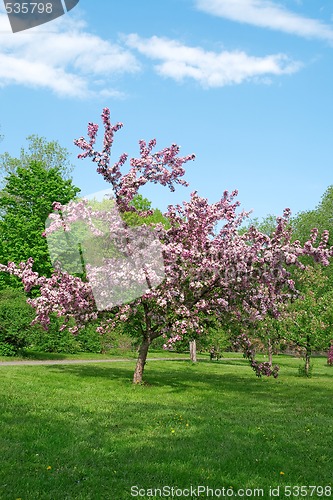 Image of Blooming tree on a green lawn