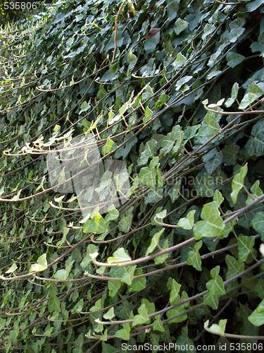 Image of ivy hedge