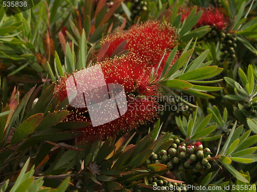 Image of Bottlebrush flower