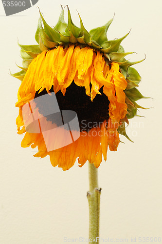 Image of Sunflower