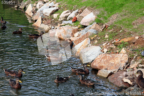 Image of Ducks