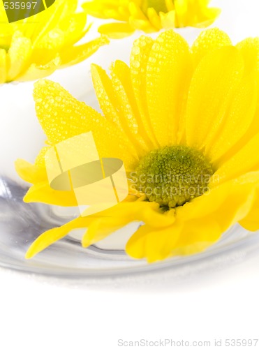 Image of yellow flowers closeup