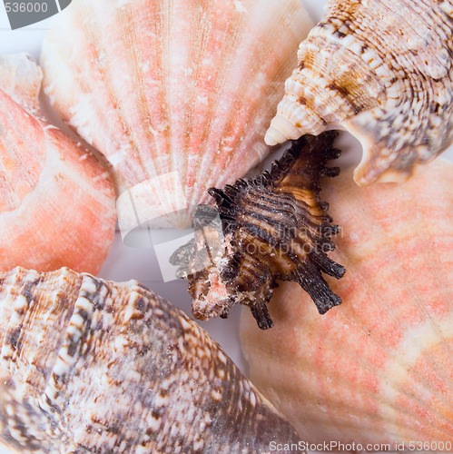 Image of shells background