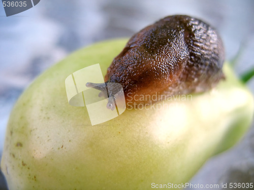 Image of pesty slug