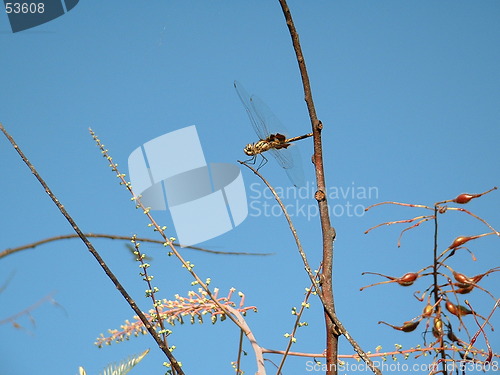 Image of Dragonfly