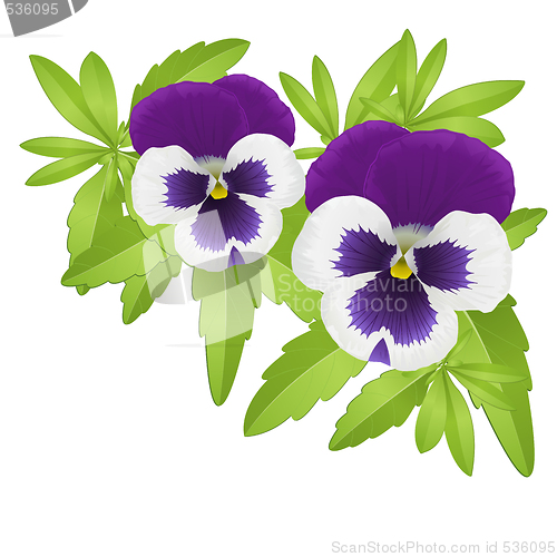 Image of Pansies