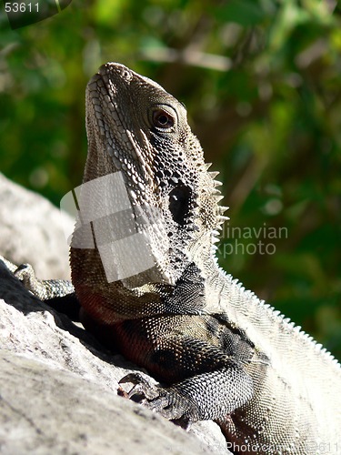 Image of Lizard