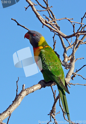 Image of Rainbow Lorikeet