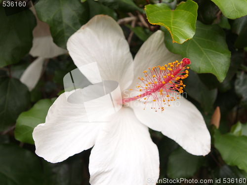 Image of White flower