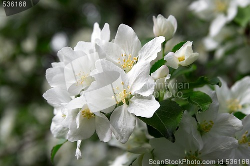 Image of Spring apple blossom