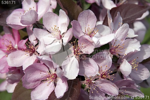 Image of Pink apple blossom