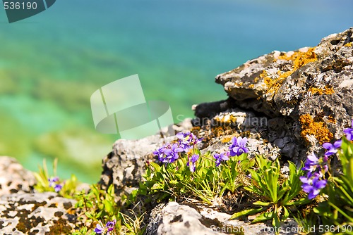 Image of Wildflowers at shore of Georgian Bay