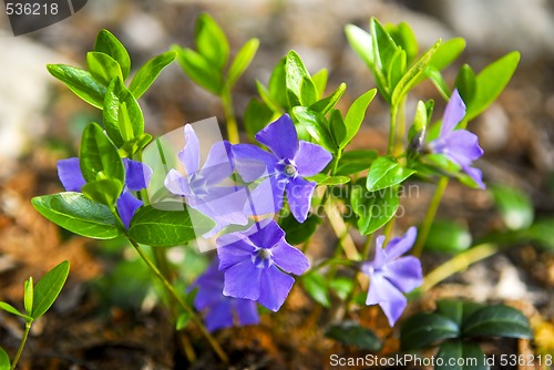 Image of Purple wildflowers closeup