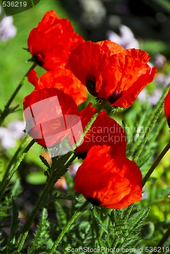 Image of Poppies