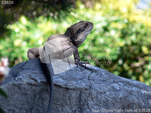 Image of Water Dragon