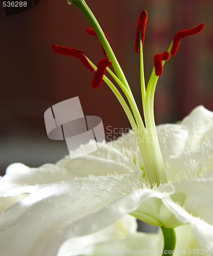 Image of white lily