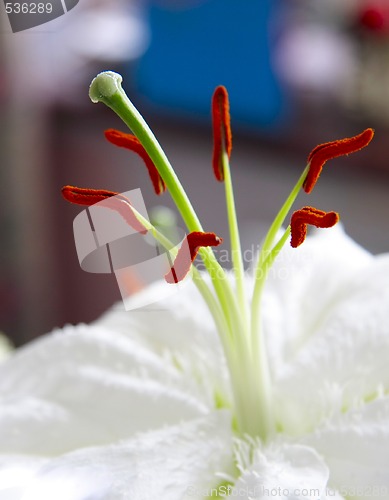 Image of white lily