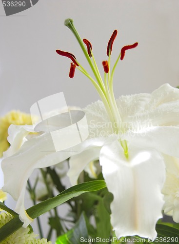 Image of white lily