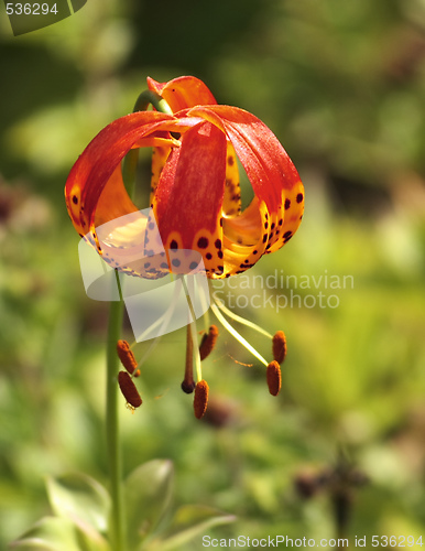 Image of lilium pardalinum