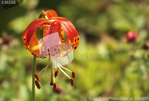 Image of lilium pardalinum