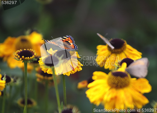 Image of butterfles on daisy