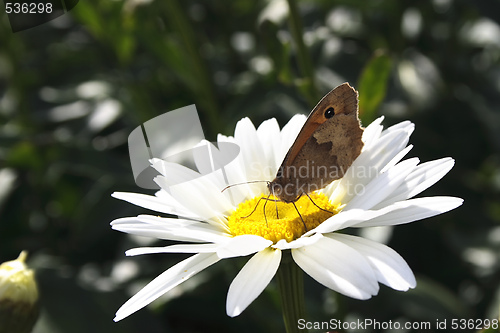 Image of butterfly on daisy
