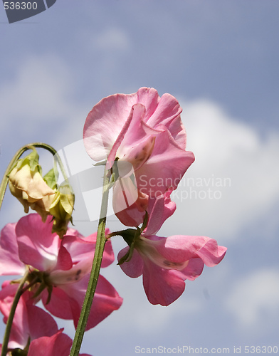 Image of pink sweet peas