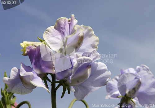 Image of purple sweet peas