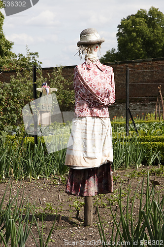 Image of scarecrow in avegetable garden