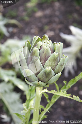 Image of artichoke 