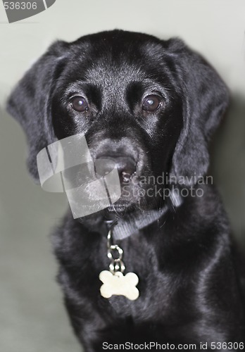 Image of black labrador