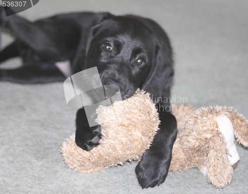 Image of black puppy holding his toy