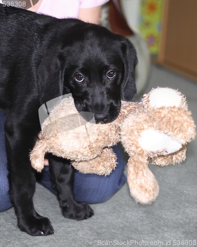 Image of black puppy holding his toy