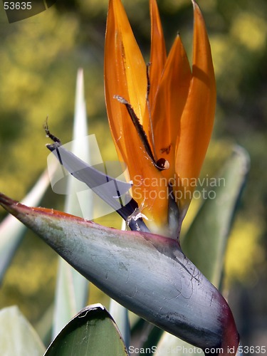 Image of Bird of Paradise