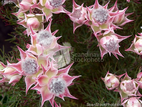 Image of Flowers