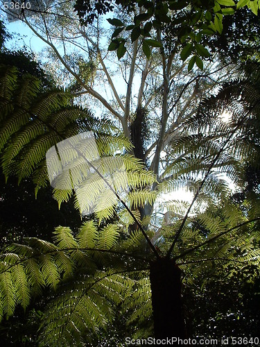 Image of Sunlit Fern