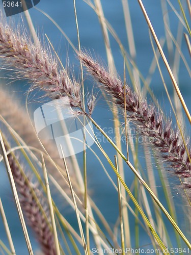 Image of Swaying in the Wind