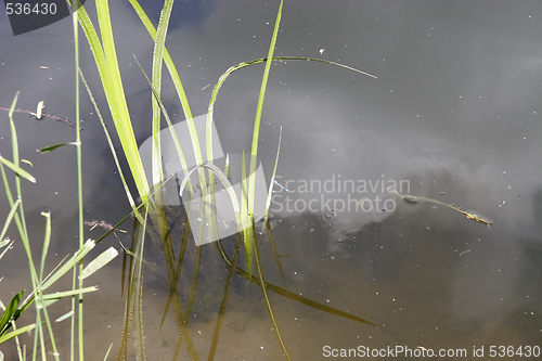 Image of dragonfly dancing amongst the grasses