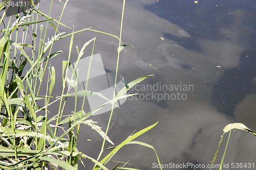 Image of dragonfly dancing amongst the grasses