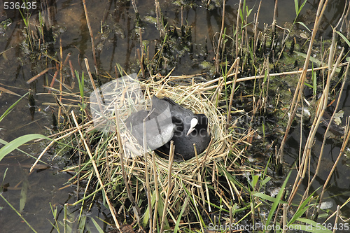 Image of coot bird with baby on the nest