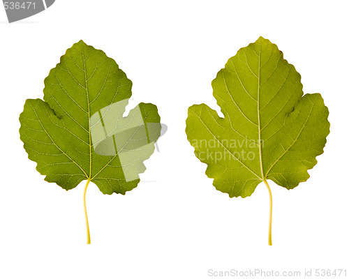 Image of fig. one leaf - two sides