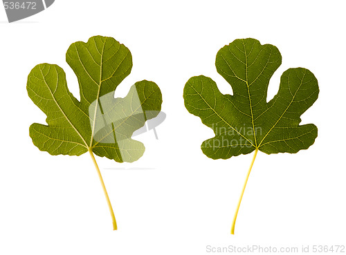 Image of fig. one leaf - two sides