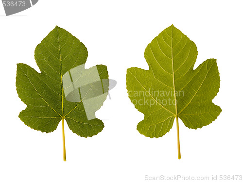 Image of fig. one leaf - two sides