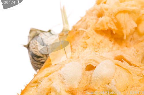 Image of pumpkin half