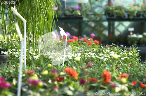 Image of flowers for sale